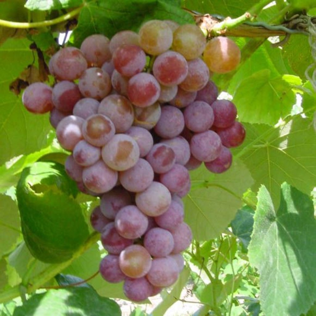 Grape Vanessa Red Seedless 2