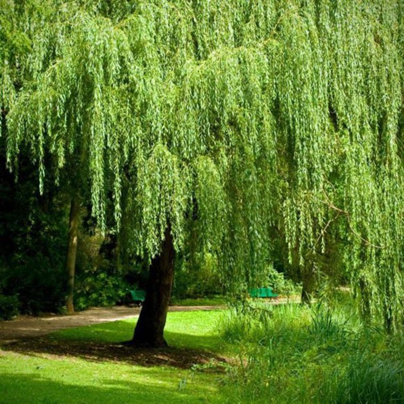 Salix b Weeping Willow 5
