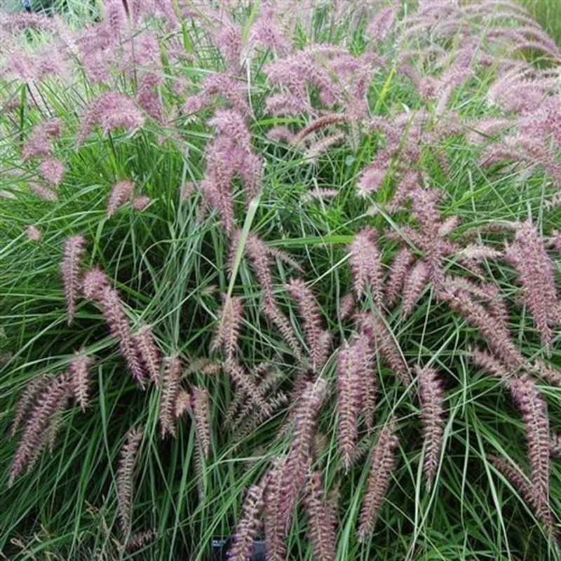 Pennisetum Karley Rose 1