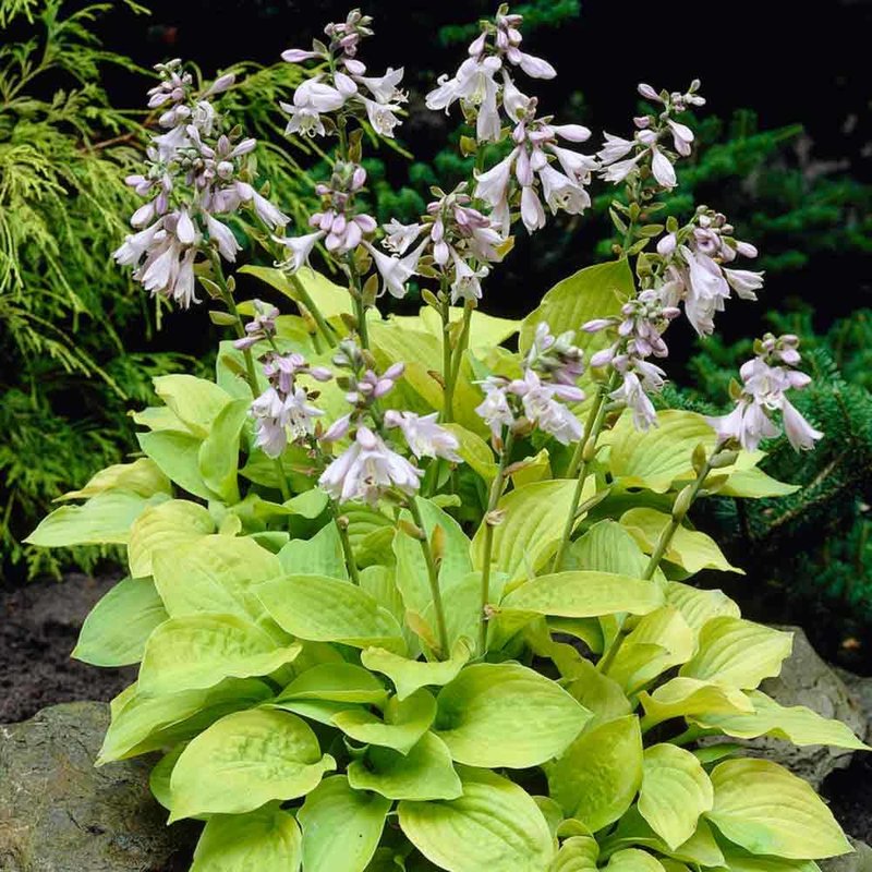 Hosta August Moon 1