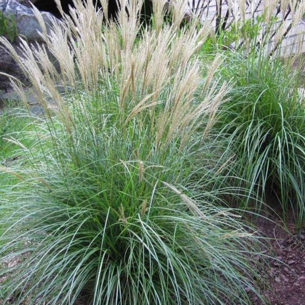 Miscanthus Adagio Maiden Grass 1