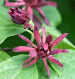 Calycanthus floridus Sweet Shrub 3