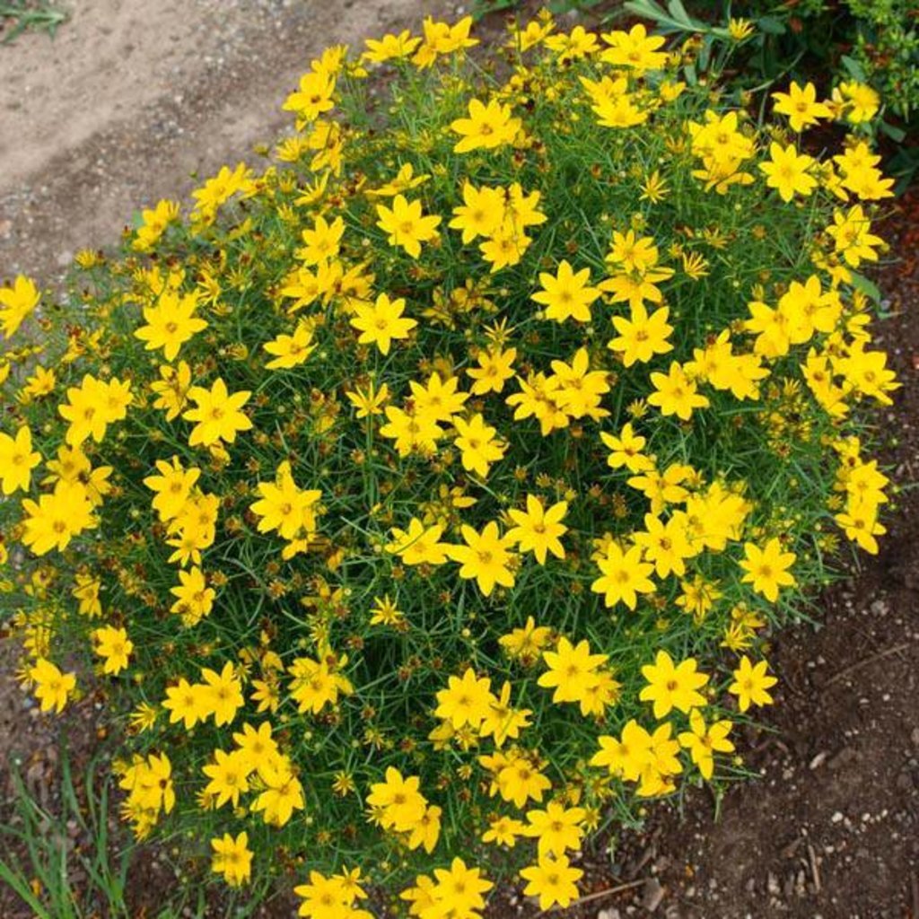 Coreopsis Zagreb qt