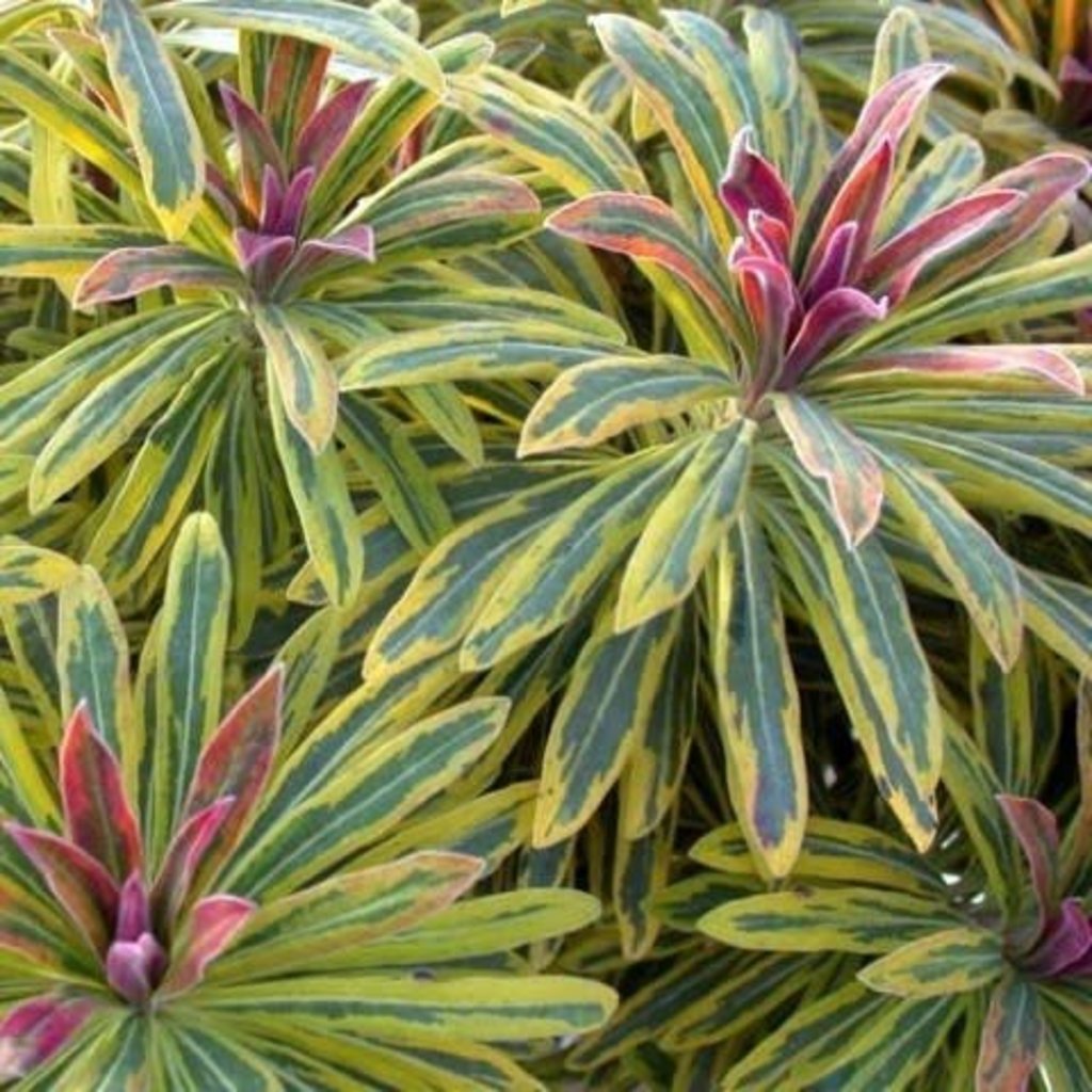 Euphorbia Ascot Rainbow 1