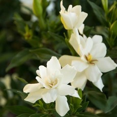 Gardenia Frostproof 3