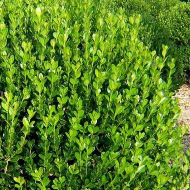 Buxus m Wintergreen Boxwood 3