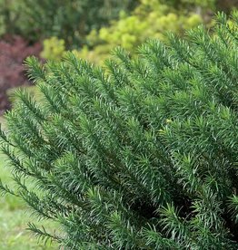 Cephalotaxus h Yewtopia 3