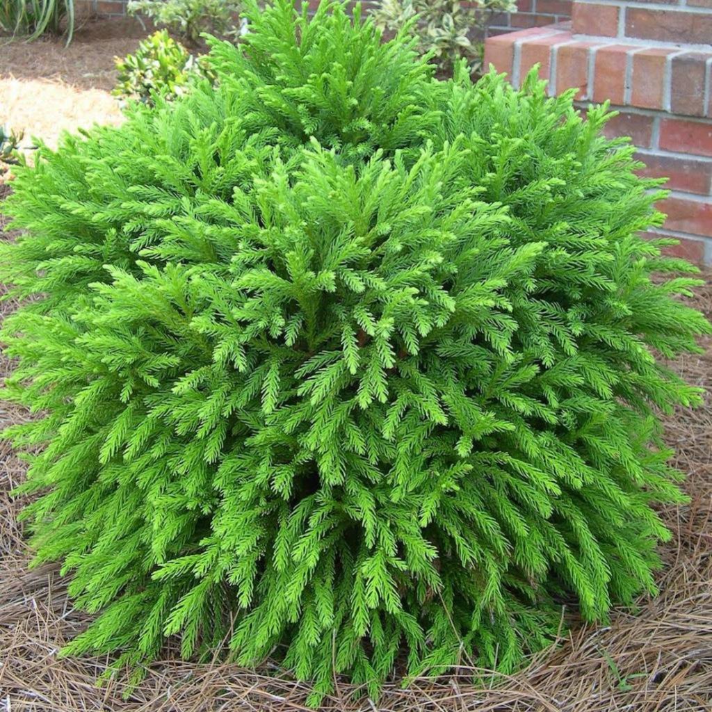 Cryptomeria Globosa Nana 3