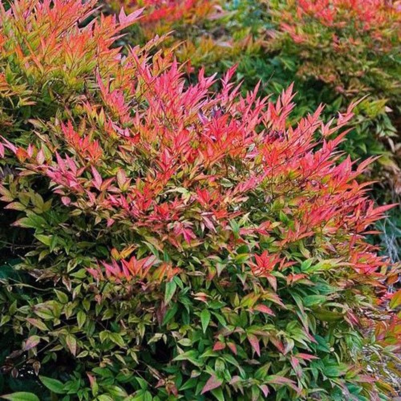 Nandina GulfStream 3