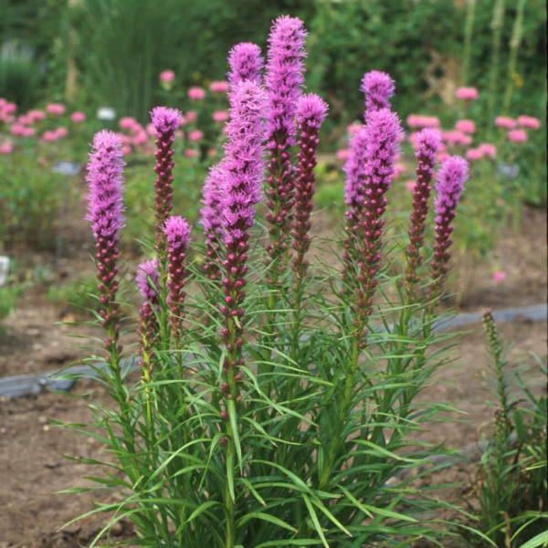 Liatris Kobold Blazing Star 1