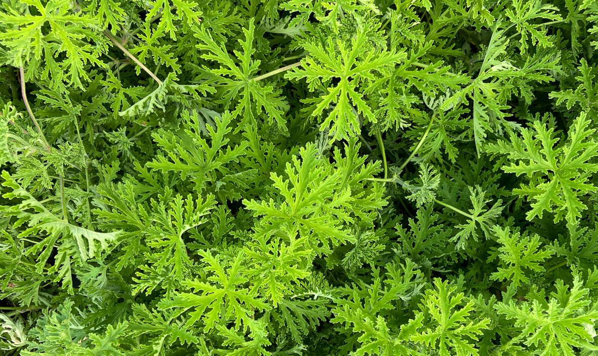 Shoo fly...mosquitos & ticks!