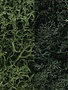 Woodland Scenics WOOL168 Lichen Bag, Dark Green Mix/165 cu. in.
