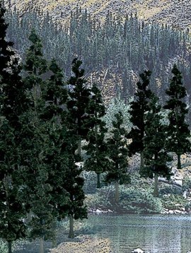 Woodland Scenics WOOTR1581 Value Trees, Conifer 4-6" (24)