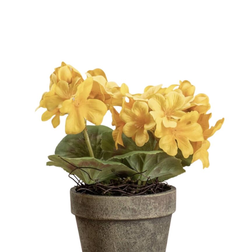 Yellow Potted Geranium