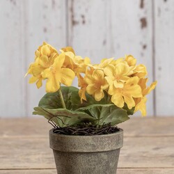 Yellow Potted Geranium