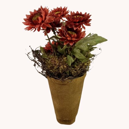 Red Straw Flowers in Pot