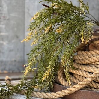 Prickly Pine Hanging Moss - 33"