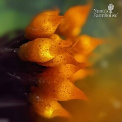 Mustard Teeny Timer Lights 35 Count - 7.5'