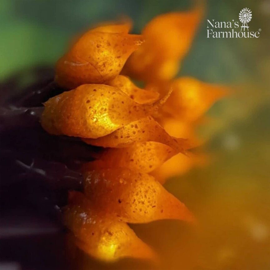 Mustard Teeny Timer Lights 35 Count - 7.5'