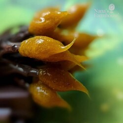 Mustard Teeny Timer Lights 35 Count - 7.5'