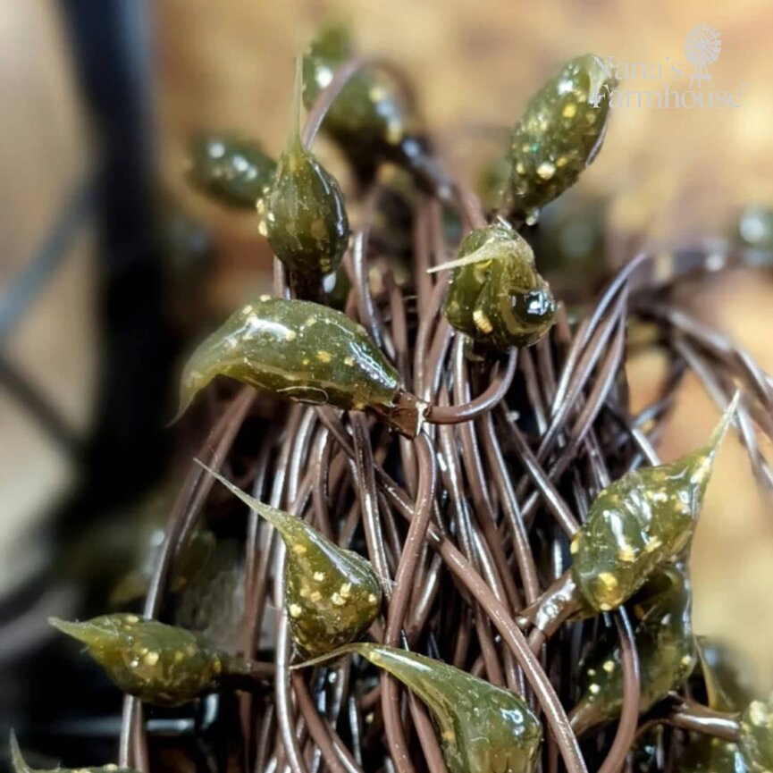 Teeny Lights Electric Lights Rustic Olive - 35 Count
