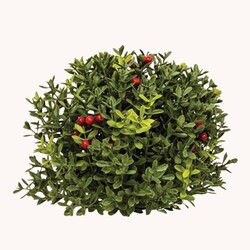 New England Boxwood with Berries Half Sphere - 8"