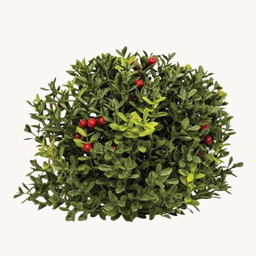 New England Boxwood with Berries Half Sphere - 8"