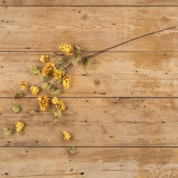 Yellow Hops Stem - 39" Long