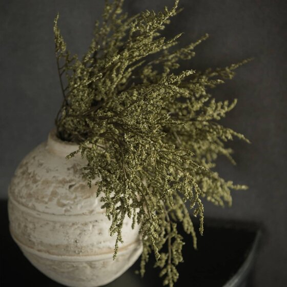 Green Dance Plant Bush