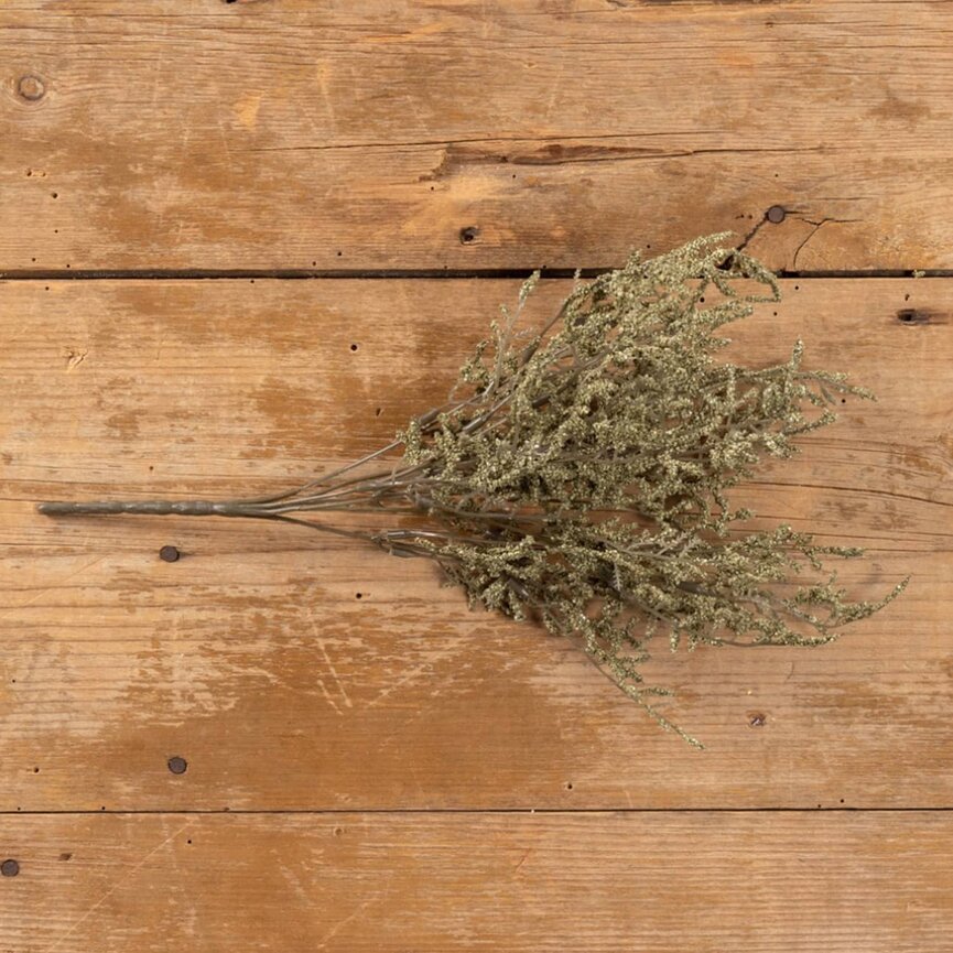 Green Dance Plant Bush - 14.5"