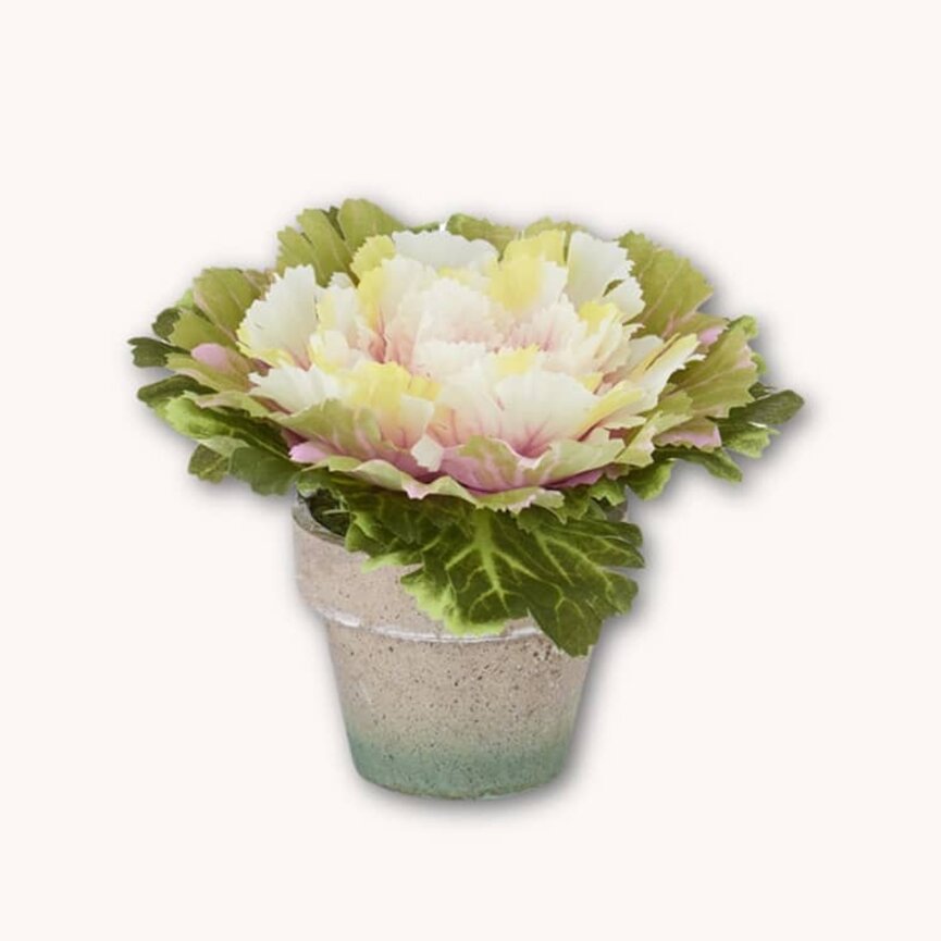 Cabbage In Pot Pink Center - 4.75" x 6"