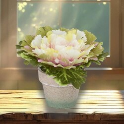 Cabbage In Pot Pink Center - 4.75" x 6"