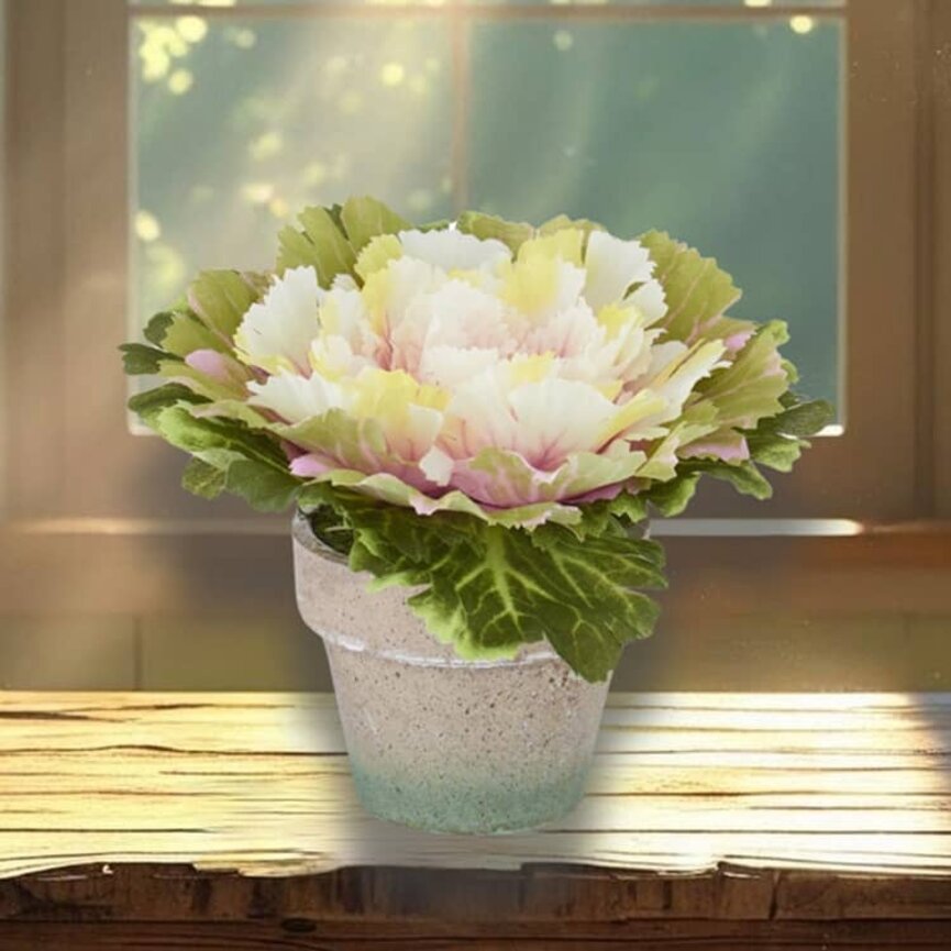 Cabbage In Pot Pink Center - 4.75" x 6"