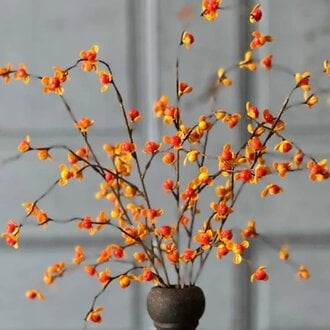 Briery Bittersweet Bush