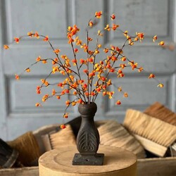 Briery Bittersweet Bush - 17"