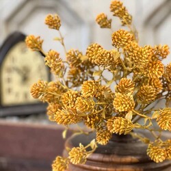 Russet Cone Bush Golden - 12"