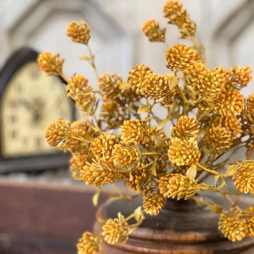 Russet Cone Bush Golden - 12"