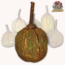 Krisnick - Green Pumpkins with Dried Stem - 6" x 3"