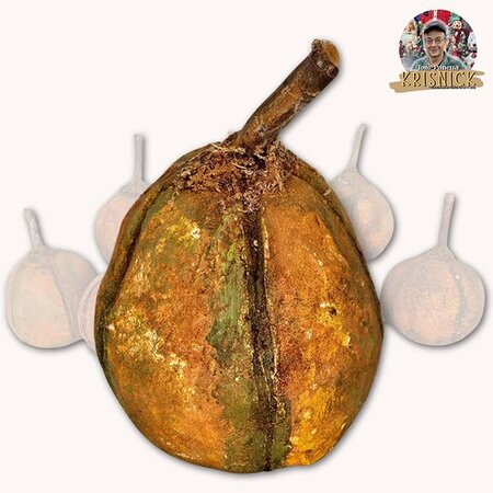 Krisnick Pumpkins with Dried Stem