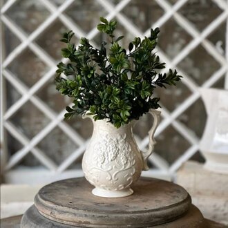 Galilee Boxwood Bush