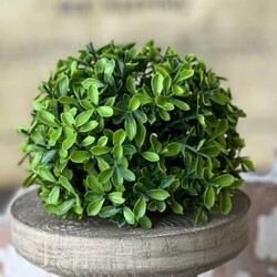 Lyric Boxwood Half Sphere - 5."