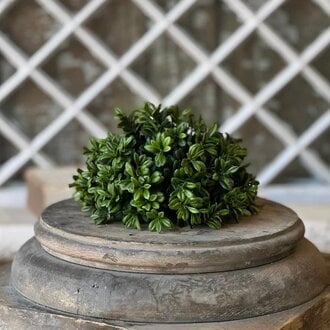 Galilee Boxwood Half Sphere - 7"