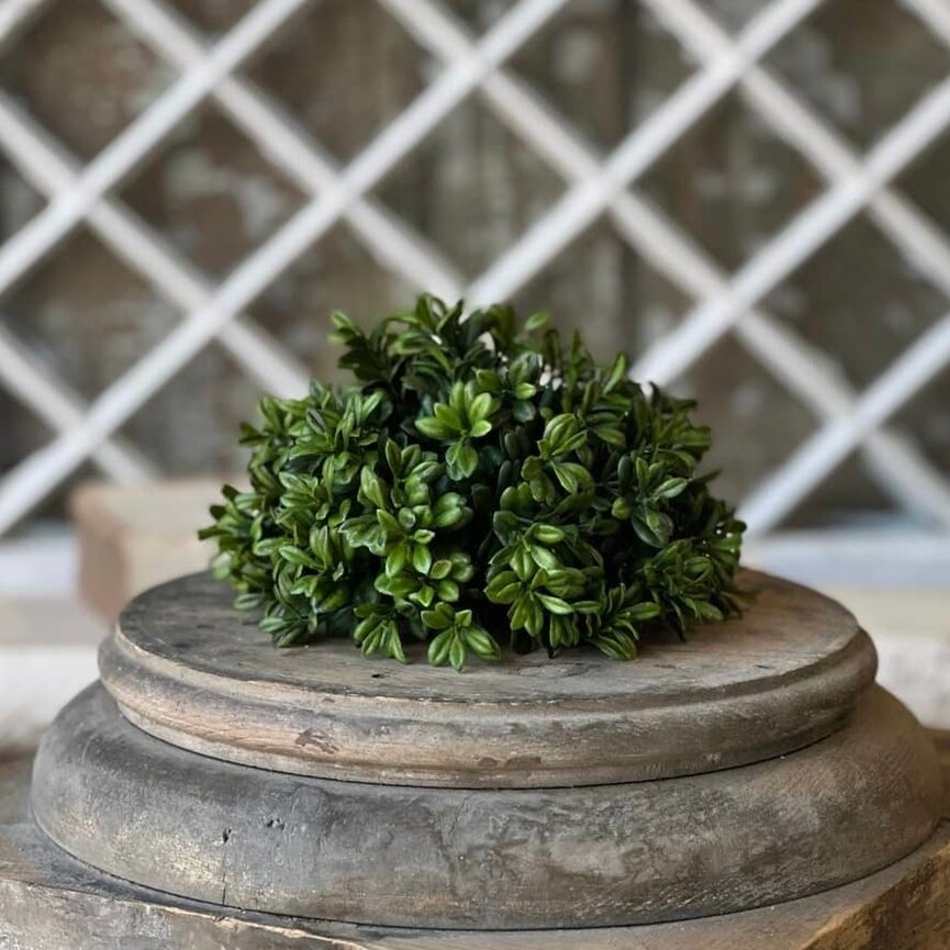 Galilee Boxwood Half Sphere - 7"