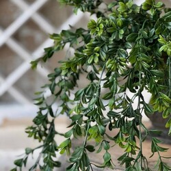 Galilee Boxwood Hanging - 32"