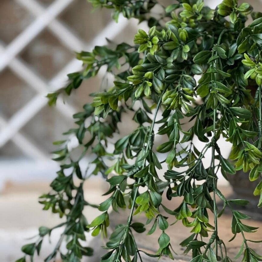 Galilee Boxwood Hanging - 32"