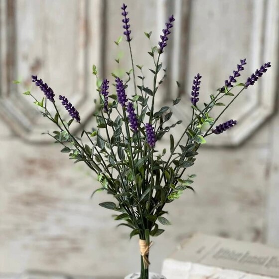 Castleton Lavender Bush - 12"
