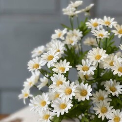 Curtsy Daisy Bush Cream - 16"