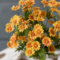 Curtsy Daisy Bush Marigold - 16"