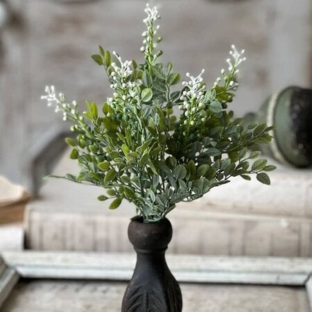 Cloister Berry Bush - 14"