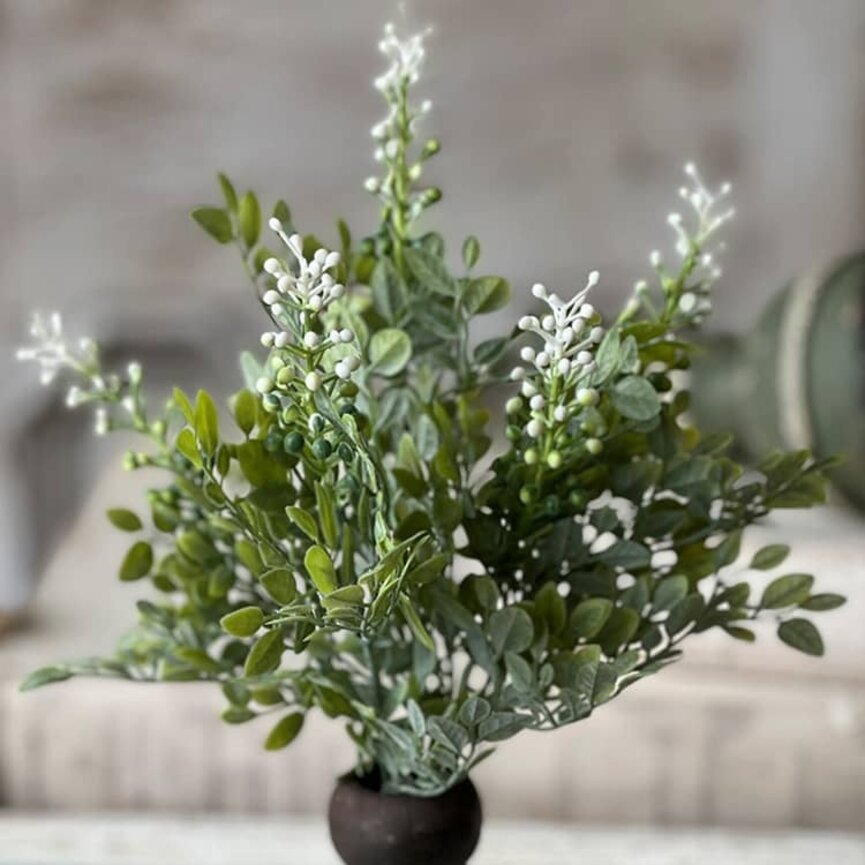 Cloister Berry Bush - 14 "